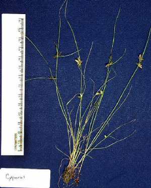 cyperus.jpg