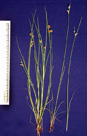 nutsedge.jpg