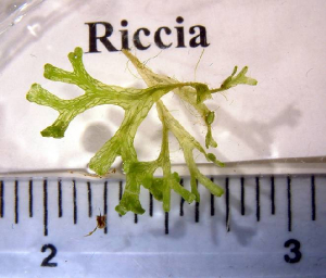 riccia2.jpg