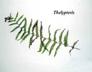 thel.jpg