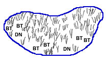 dense_vegetation_trap_placement2.jpg